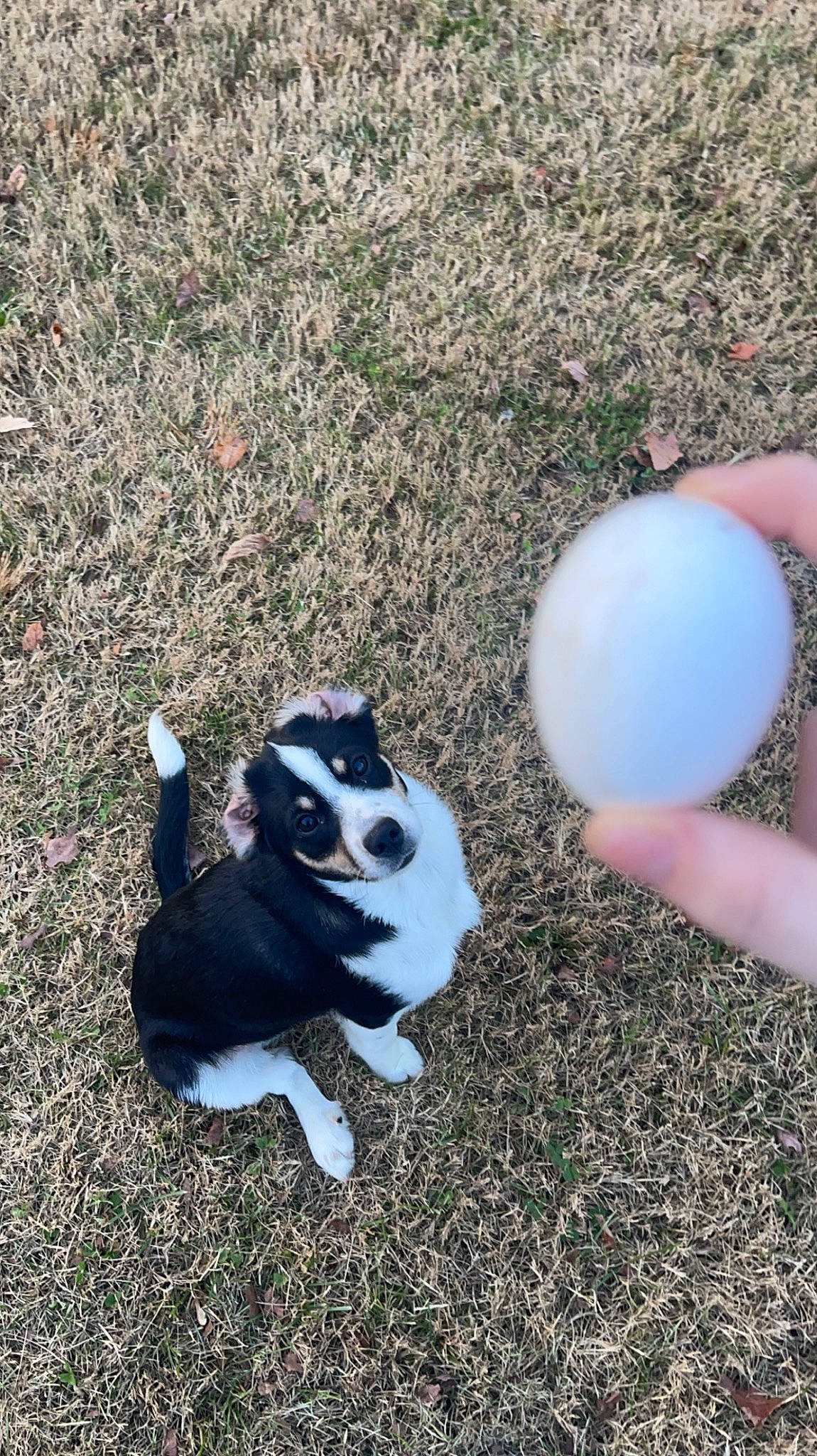 Copper joined the competition — help win amazing prizes! ball, balloon, carnivore, companion_dog, dog, dog_breed, electric_blue, fawn, foot, grass, happy, human_leg, party_supply, paw, recreation, shadow, soil, tail, terrestrial_animal, toy