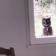 Grisouille a rejoint le concours — aidez-le/la à gagner de superbes lots ! animal, black_cat, cat, chair, collar, curious, daylight, furniture, garden, indoor, looking, outdoor, pet, plant, quiet, room, still_life, table, window, wood