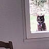 animal, black_cat, cat, chair, collar, curious, daylight, furniture, garden, indoor, looking, outdoor, pet, plant, quiet, room, still_life, table, window, wood