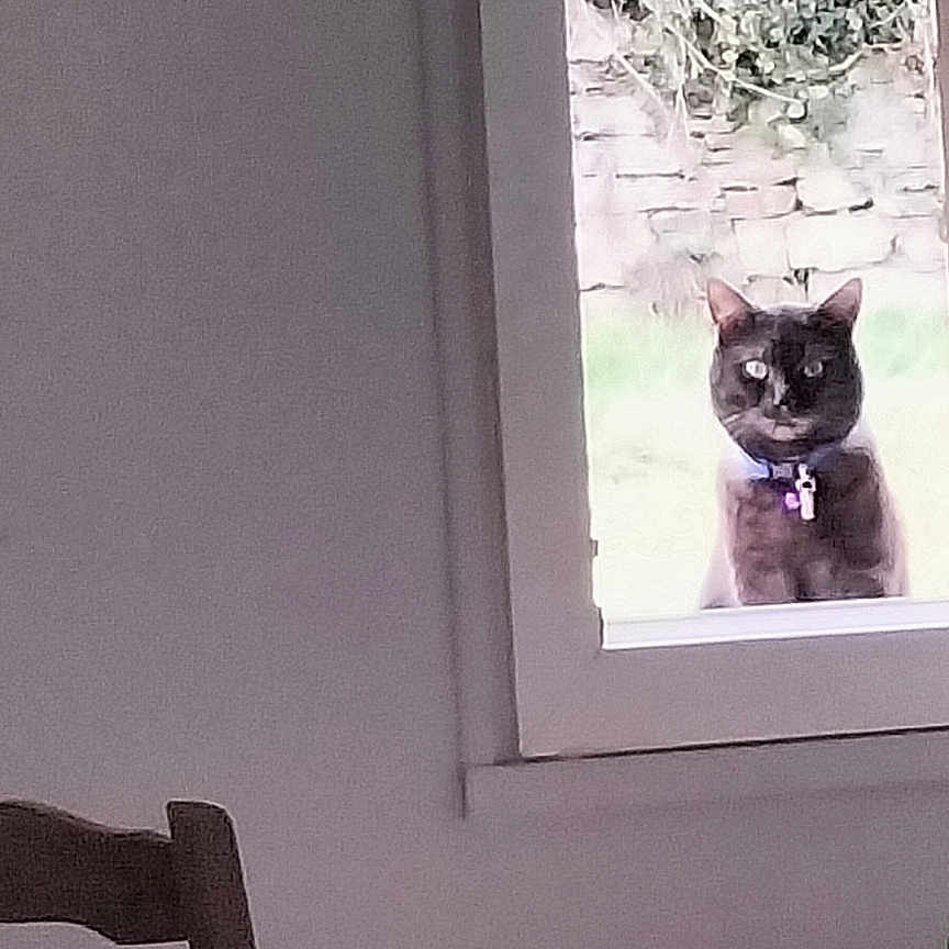 Grisouille a rejoint le concours — aidez-le/la à gagner de superbes lots ! animal, black_cat, cat, chair, collar, curious, daylight, furniture, garden, indoor, looking, outdoor, pet, plant, quiet, room, still_life, table, window, wood