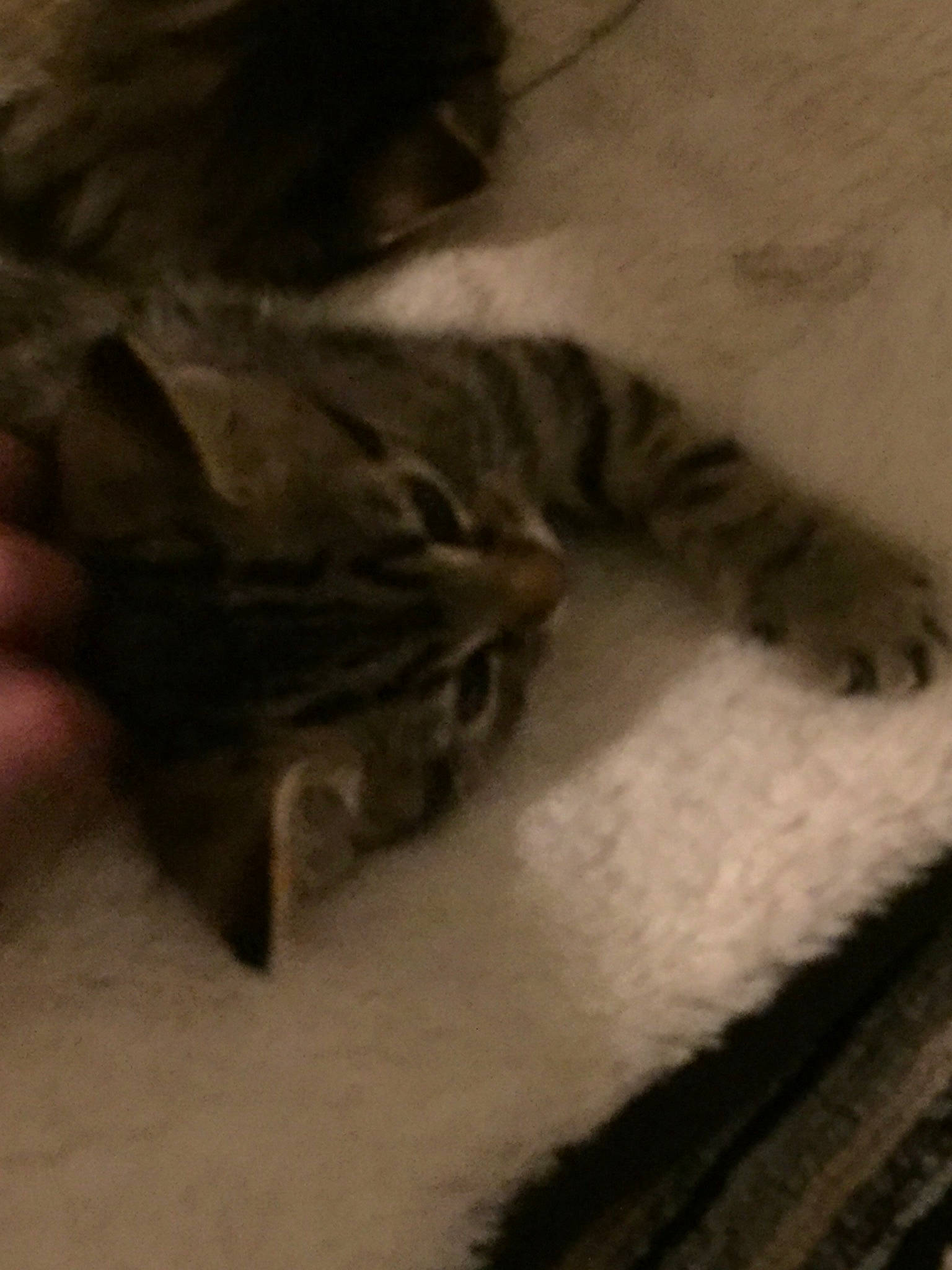 Fluffiest joined the competition — help win amazing prizes! american_shorthair, bengal, carnivore, cat, domestic_short_haired_cat, european_shorthair, felidae, fur, kitten, norwegian_forest_cat, small_to_medium_sized_cats, tabby_cat, whiskers