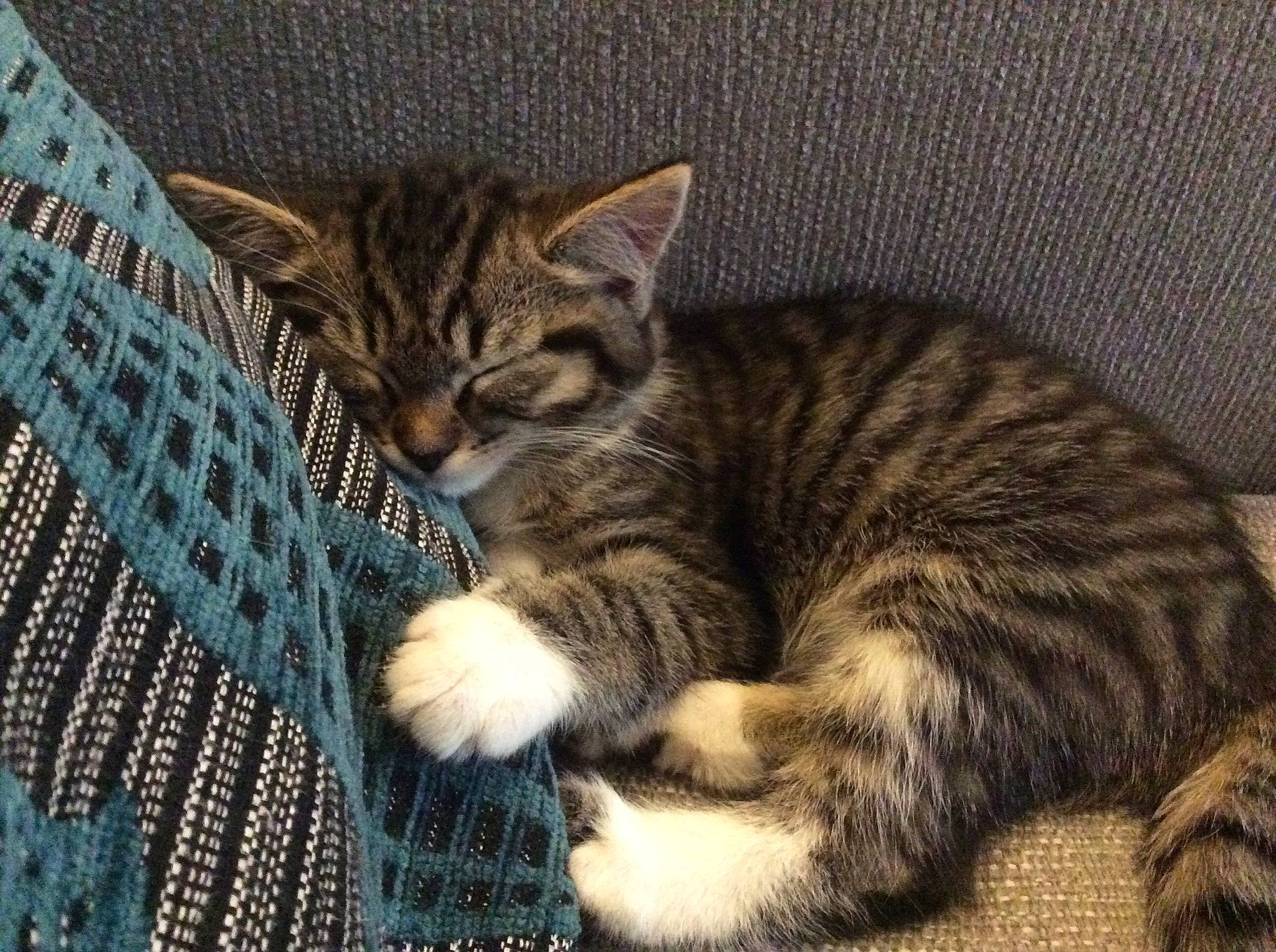 Bella is registered to the contest to win money with this photo: american_shorthair, american_wirehair, asian, california_spangled, carnivore, cat, domestic_short_haired_cat, dragon_li, european_shorthair, felidae, kitten, mammal, pixie_bob, polydactyl_cat, small_to_medium_sized_cats, tabby_cat, toyger, vertebrate, whiskers, wild_cat