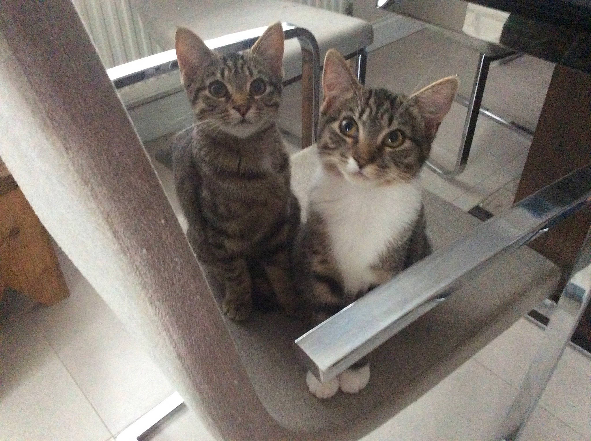 Bella is registered to the contest to win money with this photo: aegean_cat, american_shorthair, asian, australian_mist, carnivore, cat, domestic_short_haired_cat, dragon_li, egyptian_mau, european_shorthair, fawn, felidae, kitten, mammal, polydactyl_cat, small_to_medium_sized_cats, tabby_cat, whiskers