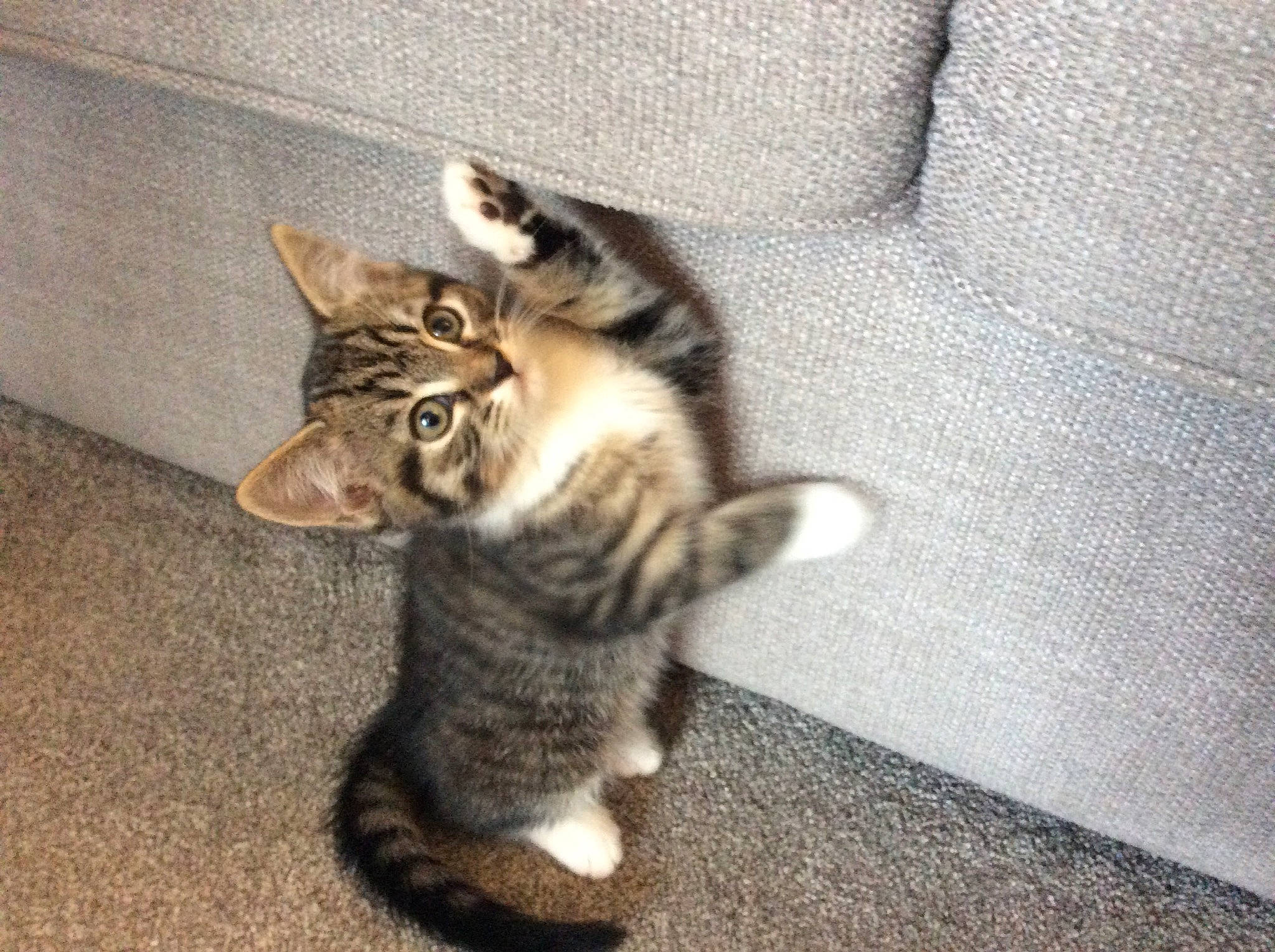 Bella is registered to the contest to win money with this photo: american_wirehair, asian, carnivore, cat, domestic_short_haired_cat, dragon_li, european_shorthair, felidae, fur, kitten, mammal, paw, pixie_bob, polydactyl_cat, small_to_medium_sized_cats, sokoke, tabby_cat, tail, toyger, whiskers