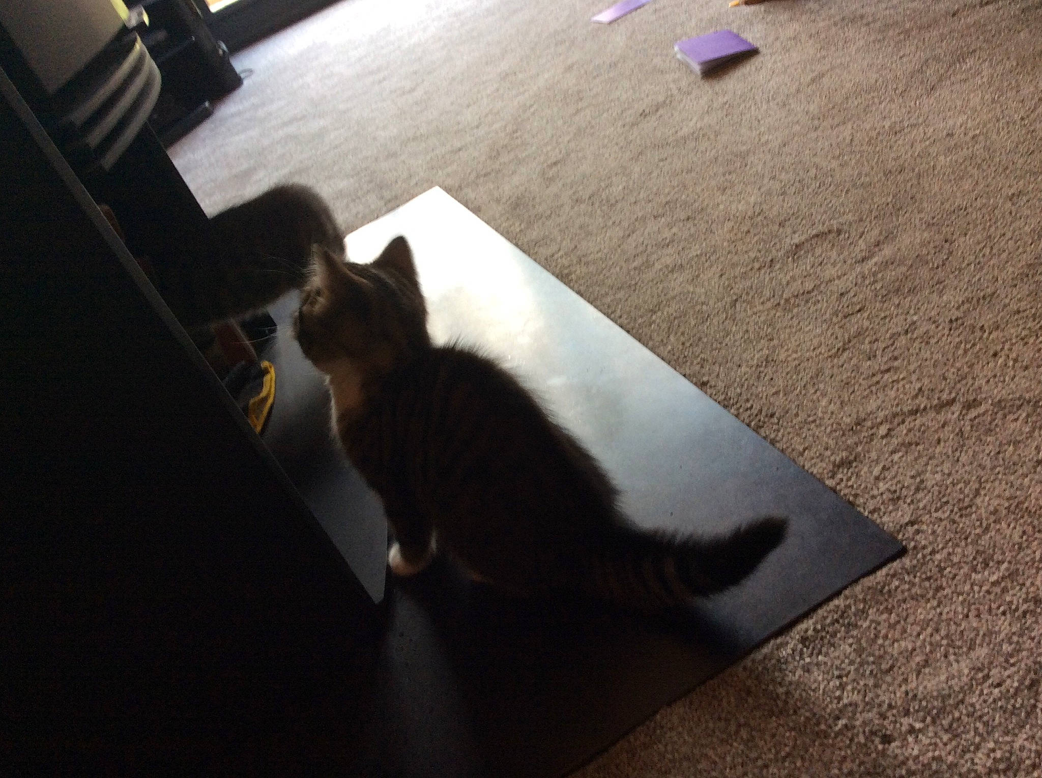 Bella is registered to the contest to win money with this photo: black_cat, carnivore, cat, cloud, felidae, floor, flooring, fur, hardwood, kitten, light, shadow, sky, small_to_medium_sized_cats, snapshot, square, sunlight, tail, whiskers, wood