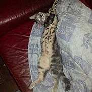 Whiskas a rejoint le concours — aidez-le/la à gagner de superbes lots ! asian, bengal, california_spangled, carnivore, cat, dragon_li, egyptian_mau, european_shorthair, felidae, kitten, mammal, ocicat, oriental_longhair, savannah, small_to_medium_sized_cats, sokoke, tail, vertebrate, whiskers