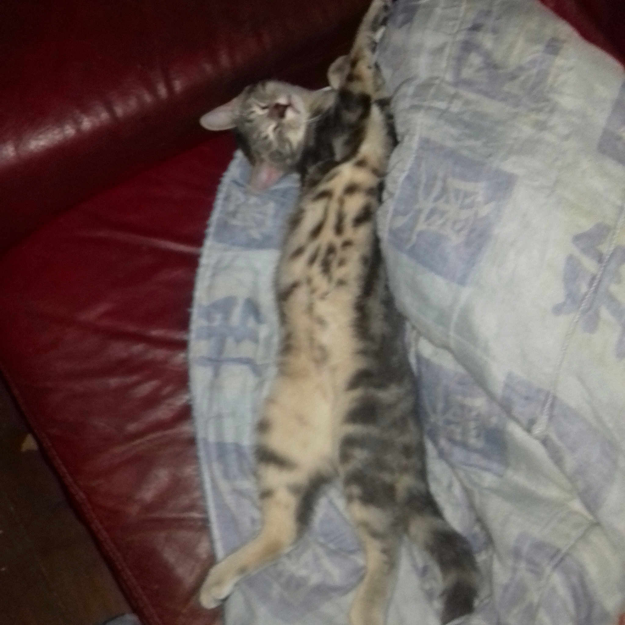 Whiskas a rejoint le concours — aidez-le/la à gagner de superbes lots ! asian, bengal, california_spangled, carnivore, cat, dragon_li, egyptian_mau, european_shorthair, felidae, kitten, mammal, ocicat, oriental_longhair, savannah, small_to_medium_sized_cats, sokoke, tail, vertebrate, whiskers