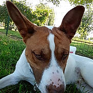 Tyson participe au concours pour gagner de l'argent avec cette photo : canidae, carnivore, companion_dog, dog, dog_breed, fawn, hound, hunting_dog, ibizan_hound, mammal, podenco_canario, rare_breed_dog, rat_terrier, sporting_group, teddy_roosevelt_terrier, vertebrate