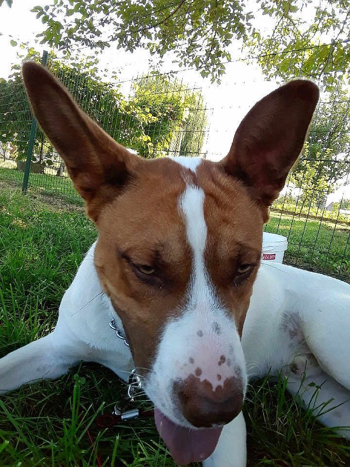 Tyson