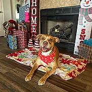 Kovu joined the competition — help win amazing prizes! dog, bandana, blanket, fireplace, holiday, christmas, decorations, presents, floor, wood_floor, smiling, indoor, cozy, festive, home, carpet, animal, pet, happy, seasonal