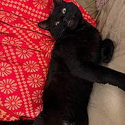 Mochi joined the competition — help win amazing prizes! animal, black_cat, black_fur, blanket, cat, couch, fang, feline, green_eyes, home, indoor, lying_down, patterned_fabric, pet, pillow, reclining, red_blanket, sofa, stretched_paw, whiskers