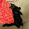 Mochi is registered to the contest to win money with this photo: animal, black_cat, black_fur, blanket, cat, couch, cushion, feline, indoor, long_tail, lying_down, on_back, pet, playful, pointed_ears, portrait, raised_paw, relaxed, sleepy, whiskers