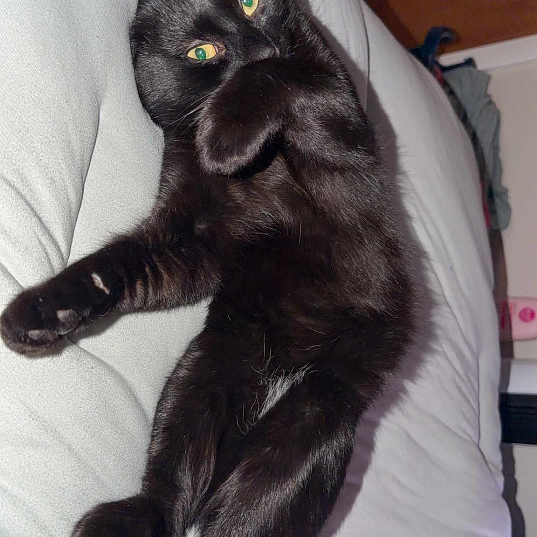 Mochi