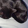 Mochi is registered to the contest to win money with this photo: animal, bed, bedding, bedroom, black_cat, cat, close_up, closed_eyes, cozy, curled_up, feline, fur, indoor, pet, photography, remote_control, resting, sleeping, whiskers, white_sheets