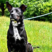 Blaze joined the competition — help win amazing prizes! dog, black_dog, white_patch, leash, grass, outdoor, pet, animal, nature, canine, ears, sitting, alert, daylight, field, fur, collar, muzzle, portrait, greenery