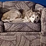 Mishka joined the competition — help win amazing prizes! dog, couch, indoor, pet, fur, resting, animal, cozy, patterned_fabric, relaxed, home, comfort, canine, living_room, furniture, laying_down, domestic_animal, snug, quiet, brown_and_white