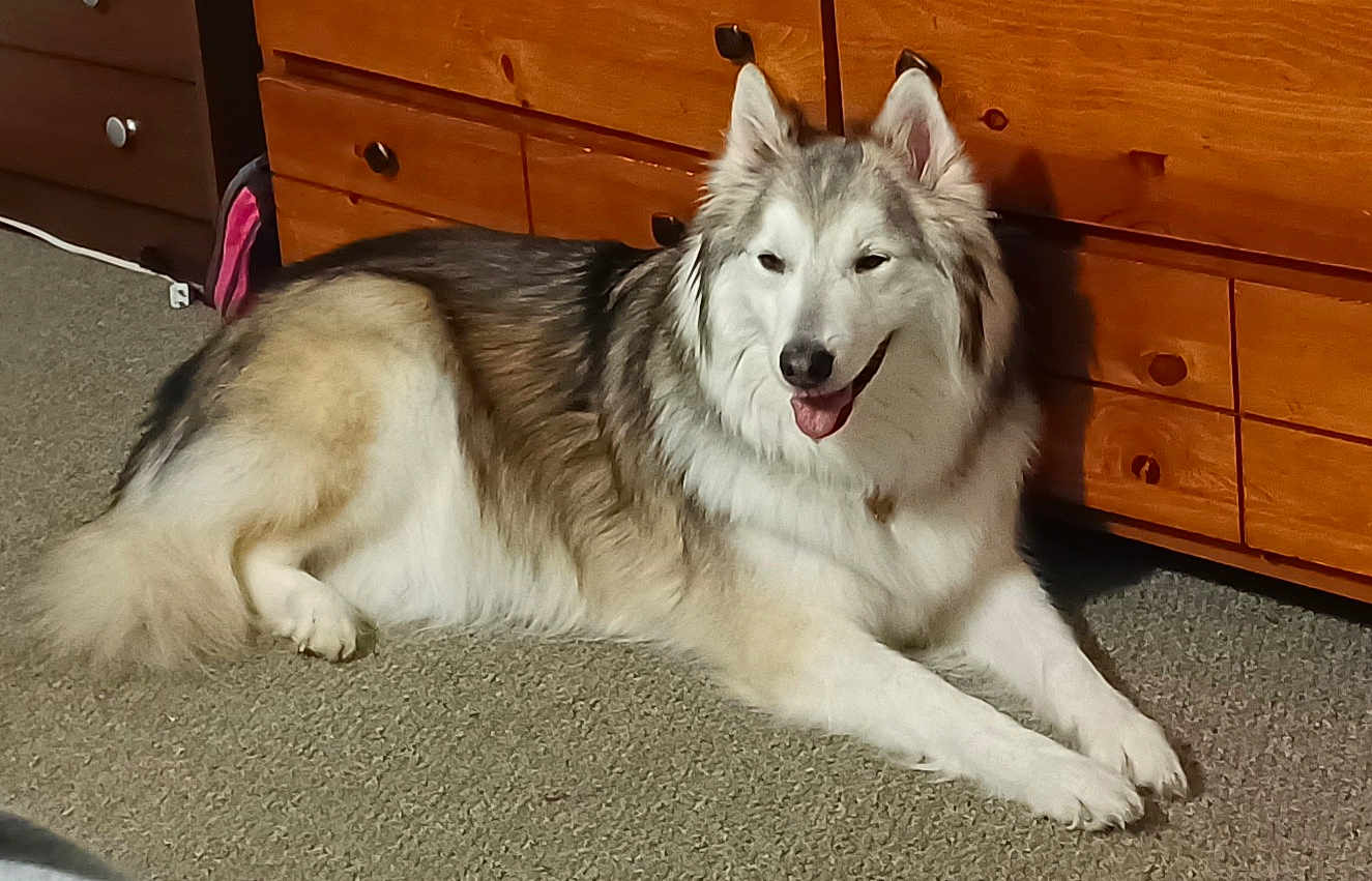 Mishka is registered to the contest to win money with this photo: dog, indoor, carpet, wooden_dresser, fluffy, happy, tongue_out, pet, animal, relaxed, fur, muzzle, ears, paws, lying_down, smiling, domestic, companion, household, canine
