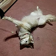 Mishka joined the competition — help win amazing prizes! dog, white_dog, carpet, indoor, pet, stretching, fur, canine, relaxed, floor, home, collar, paw, lying_down, mammal, animal, domestic_animal, cute, fluffy, resting