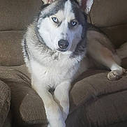 Loli joined the competition — help win amazing prizes! husky, dog, canine, pet, animal, blue_eyes, fur, couch, indoor, relaxed, crossed_paws, portrait, mammal, companion, domestic, household, furniture, resting, looking_at_camera, brown