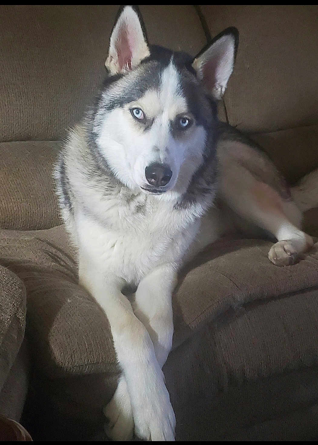 Loli joined the competition — help win amazing prizes! husky, dog, canine, pet, animal, blue_eyes, fur, couch, indoor, relaxed, crossed_paws, portrait, mammal, companion, domestic, household, furniture, resting, looking_at_camera, brown