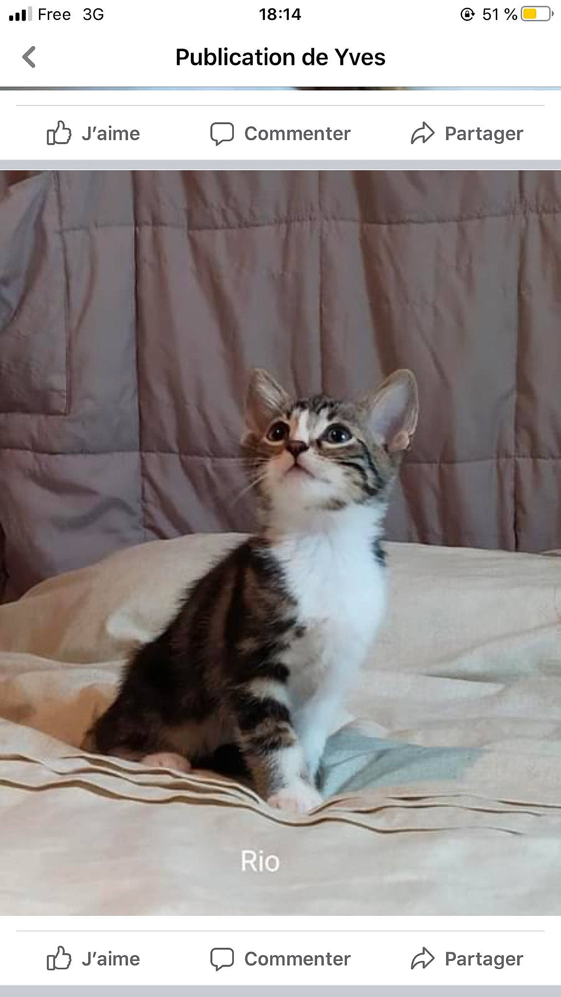 Rio participe au concours pour gagner de l'argent avec cette photo : aegean_cat, american_shorthair, american_wirehair, asian, carnivore, cat, domestic_short_haired_cat, european_shorthair, felidae, kitten, maine_coon, mammal, norwegian_forest_cat, photo_caption, small_to_medium_sized_cats, sokoke, tabby_cat, vertebrate, whiskers