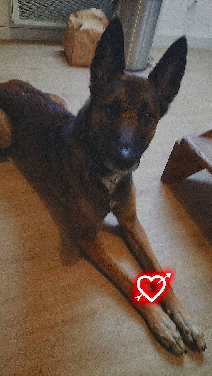 Mustang participe au concours pour gagner de l'argent avec cette photo : carmine, carnivore, companion_dog, dog, dog_breed, fawn, floor, flooring, hardwood, liver, paw, prazsky_krysarik, snout, sporting_group, tail, toy_dog, wood, wood_flooring, working_animal, working_dog