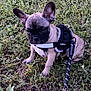 dog, puppy, french_bulldog, grass, harness, leash, outdoor, pet, animal, cute, small_dog, ears, sitting, nature, young_dog, adorable, canine, mammal, greenery, daylight