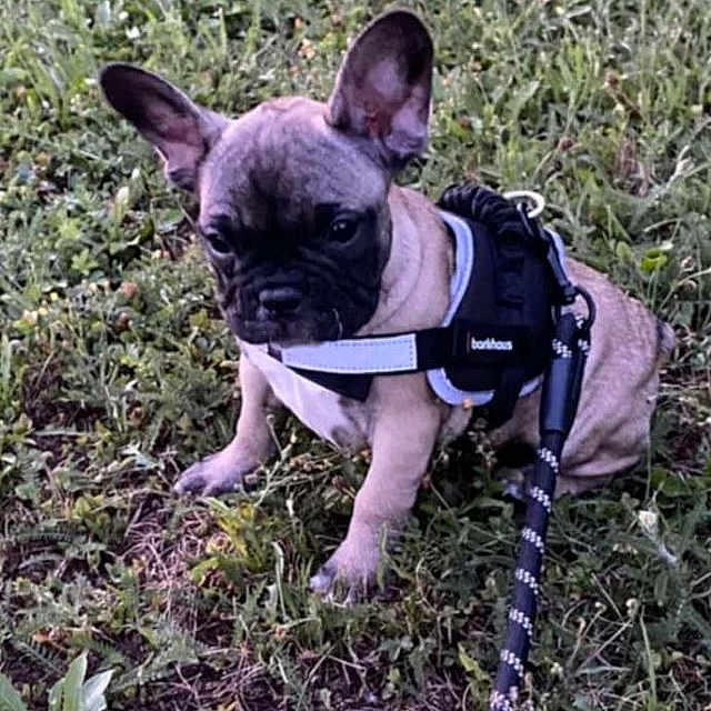 Arya a rejoint le concours — aidez-le/la à gagner de superbes lots ! adorable, animal, canine, cute, daylight, dog, ears, french_bulldog, grass, greenery, harness, leash, mammal, nature, outdoor, pet, puppy, sitting, small_dog, young_dog