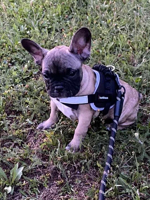 Arya a rejoint le concours — aidez-le/la à gagner de superbes lots ! dog, puppy, french_bulldog, grass, harness, leash, outdoor, pet, animal, cute, small_dog, ears, sitting, nature, young_dog, adorable, canine, mammal, greenery, daylight