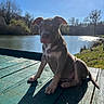 Lya a rejoint le concours — aidez-le/la à gagner de superbes lots ! animal, calm, daylight, dog, grass, lake, nature, outdoor, park, pet, puppy, scenic, shadow, sky, sunlight, sunny, trees, water, wooden_dock, young_dog