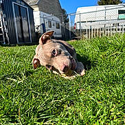 Lya a rejoint le concours — aidez-le/la à gagner de superbes lots ! animal, backyard, blue_sky, bone, chewing, cute, daytime, dog, fence, grass, greenery, nature, outdoor, pet, playful, puppy, shed, sunlight, vehicle, young_dog