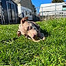 animal, backyard, blue_sky, bone, chewing, cute, daytime, dog, fence, grass, greenery, nature, outdoor, pet, playful, puppy, shed, sunlight, vehicle, young_dog