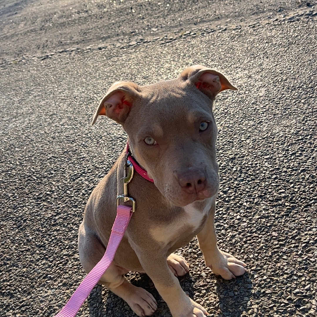 Lya participe au concours pour gagner de l'argent avec cette photo : alone, animal, attention, collar, cute, daylight, dog, ears, gravel, leash, nature, outdoor, pet, pink_leash, puppy, shadow, sitting, small, sunlight, young_dog