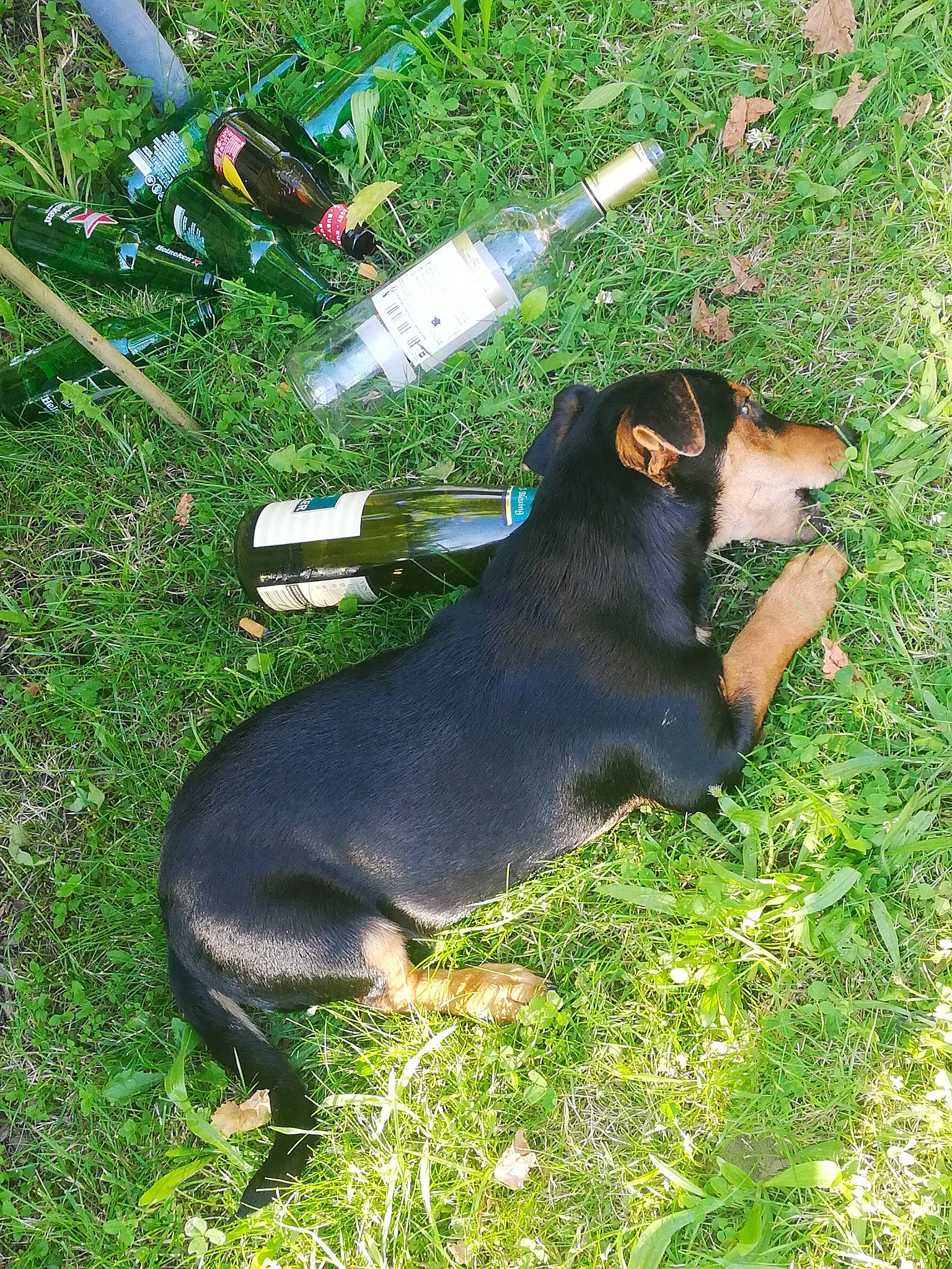 Wilo participe au concours pour gagner de l'argent avec cette photo : bottle, canidae, carnivore, collar, companion_dog, dog, dog_breed, fashion_accessory, grass, guard_dog, hound, hunting_dog, leash, pet_supply, scent_hound, sporting_group, tail, terrestrial_animal, working_animal, working_dog