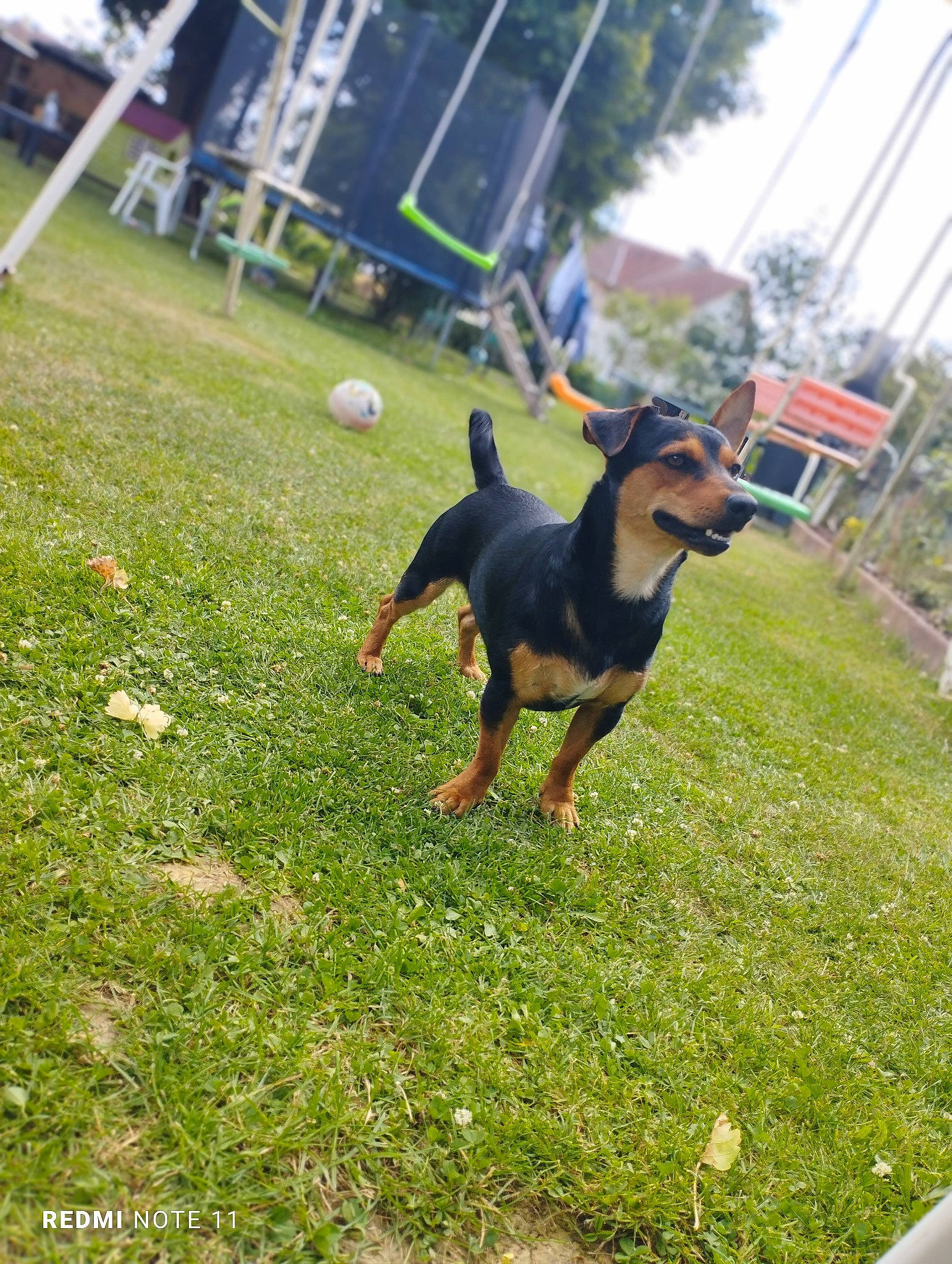 Wilo participe au concours pour gagner de l'argent avec cette photo : ball, canidae, carnivore, companion_dog, dog, dog_breed, dog_sports, dog_supply, grass, guard_dog, lawn, leisure, pinscher, plant, recreation, sporting_group, sports, tree, working_animal, working_dog