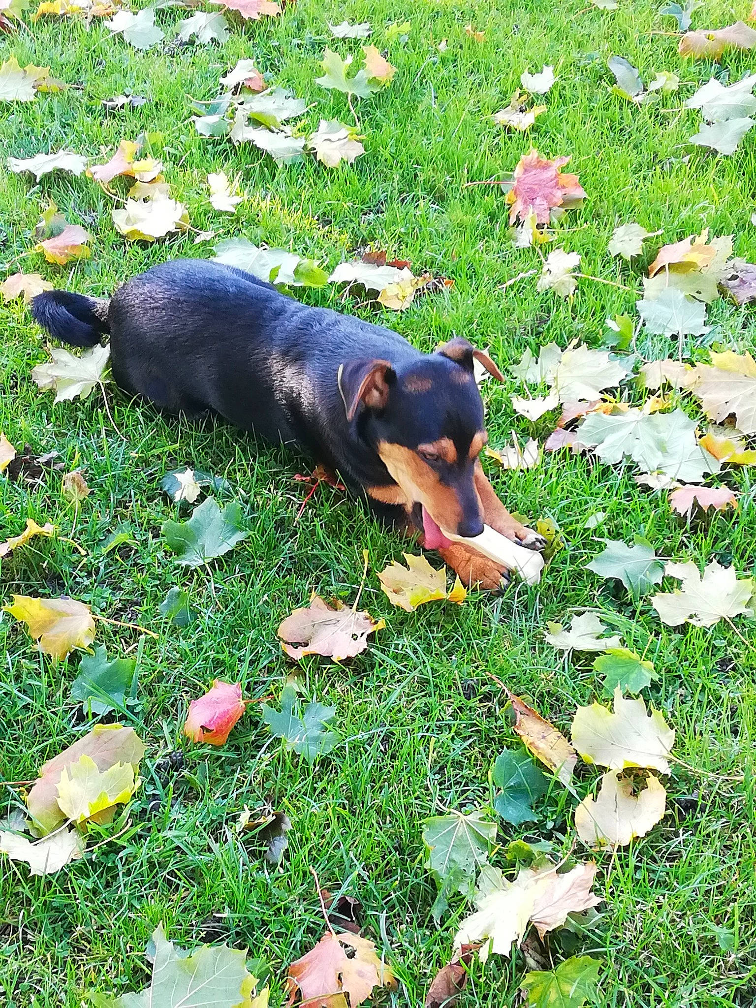 Wilo a rejoint le concours — aidez-le/la à gagner de superbes lots ! annual_plant, canidae, carnivore, companion_dog, dog, dog_breed, flower, flowering_plant, garden, grass, groundcover, guard_dog, lawn, natural_landscape, people_in_nature, petal, plant, sporting_group, tail, working_dog