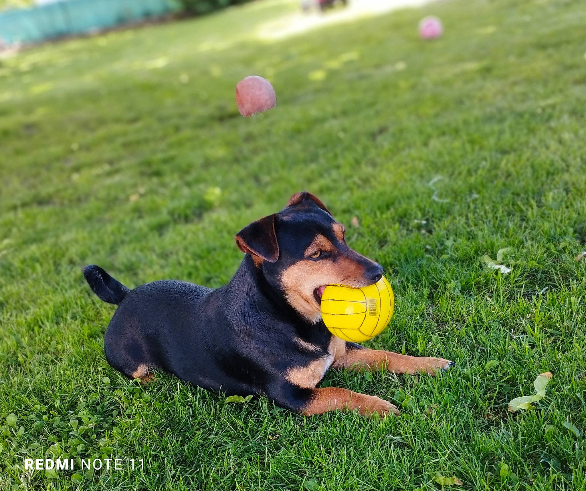 Wilo participe au concours pour gagner de l'argent avec cette photo : ball, canidae, carnivore, companion_dog, dog, dog_breed, fashion_accessory, fun, grass, grassland, guard_dog, happy, lawn, personal_protective_equipment, pinscher, plant, sporting_group, tennis_ball, working_animal, working_dog