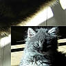 cat, kitten, gray_cat, fluffy, fur, animal, pet, portrait, sitting, indoors, sunlight, shadow, dramatic_lighting, wood_floor, eyes, ears, paws, whiskers, close_up, black_background