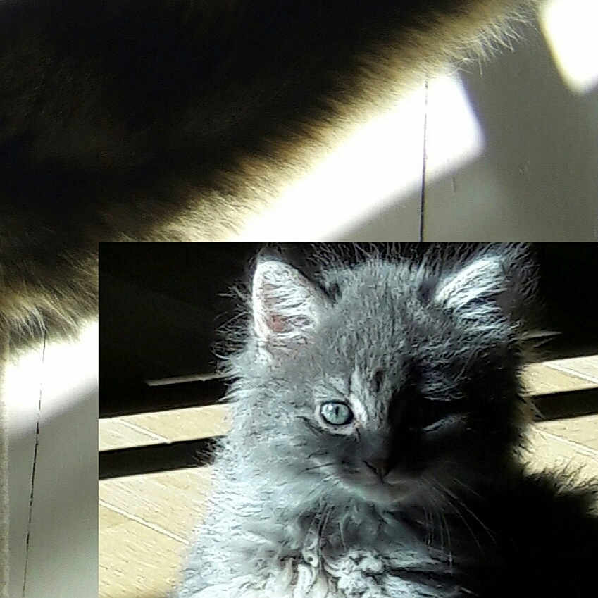 Milo