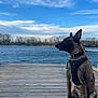 Maika participe au concours pour gagner de l'argent avec cette photo : dog, dock, water, sky, clouds, trees, outdoor, animal, pet, canine, nature, wooden, calm, blue_sky, harness, sitting, peaceful, lake, daytime, landscape