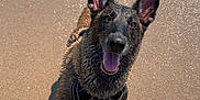 Maika participe au concours pour gagner de l'argent avec cette photo : dog, beach, sand, water, waves, wet_dog, happy_dog, canine, outdoor, summer, playful, animal, pet, nature, sunlight, ears_up, tongue_out, shadow, shore, daytime