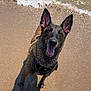 dog, beach, sand, water, waves, wet_dog, happy_dog, canine, outdoor, summer, playful, animal, pet, nature, sunlight, ears_up, tongue_out, shadow, shore, daytime
