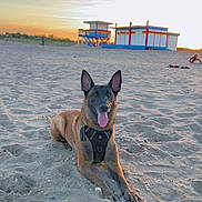 Maika a rejoint le concours — aidez-le/la à gagner de superbes lots ! dog, belgian_malinois, beach, sand, sunset, outdoor, animal, pet, happy, tongue_out, ears_up, harness, lifeguard_tower, sky, clouds, people, relaxing, nature, summer, vacation