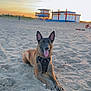 dog, belgian_malinois, beach, sand, sunset, outdoor, animal, pet, happy, tongue_out, ears_up, harness, lifeguard_tower, sky, clouds, people, relaxing, nature, summer, vacation