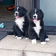 Nathalie Sellier participe au concours pour gagner de l'argent avec cette photo : animal, black_and_white, companions, cute, dog, doorstep, fluffy, friendly, front_door, fur, happy, indoors, pets, playful, puppy, sitting, tile_floor, tongue_out, two_puppies, young