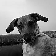 Charlie a rejoint le concours — aidez-le/la à gagner de superbes lots ! dog, pet, animal, canine, portrait, black_and_white, leather_couch, ears, fur, close_up, indoor, looking, expression, face, mammal, domestic_animal, relaxed, companion, cute, sitting