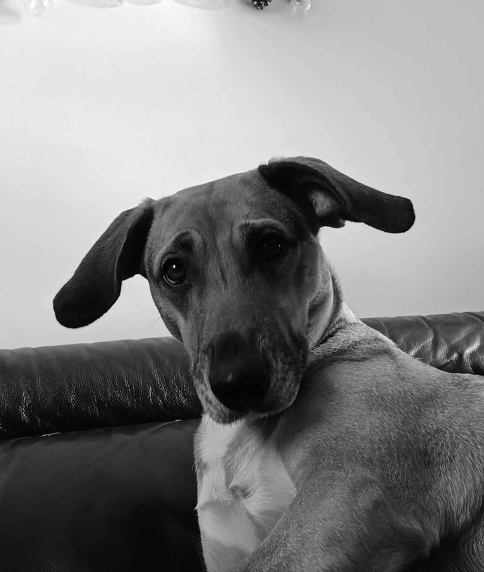 Charlie a rejoint le concours — aidez-le/la à gagner de superbes lots ! dog, pet, animal, canine, portrait, black_and_white, leather_couch, ears, fur, close_up, indoor, looking, expression, face, mammal, domestic_animal, relaxed, companion, cute, sitting