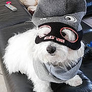 Bip Bip a rejoint le concours — aidez-le/la à gagner de superbes lots ! canidae, carnivore, companion_dog, dog, dog_breed, dog_clothes, eyewear, glasses, goggles, miniature_schnauzer, personal_protective_equipment, puppy, schnauzer, snout, sunglasses, terrier, toy_dog