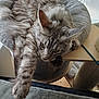 Carton a rejoint le concours — aidez-le/la à gagner de superbes lots ! cat, tabby, gray_fur, stretching, pet_bed, cozy, indoor, feline, relaxed, paw, whiskers, ears, fur, home, window, curtains, wooden_surface, scratching_post, animal, resting