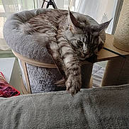 Carton participe au concours pour gagner de l'argent avec cette photo : cat, fluffy, relaxed, stretching, cat_tree, indoor, pet, feline, cozy, paw, home, fur, resting, animal, cute, ears, window, curtain, soft, comfortable